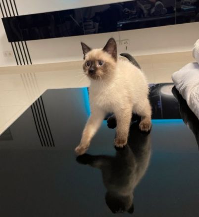 Unsere Maxim sucht ein neues liebevolles Zuhause und