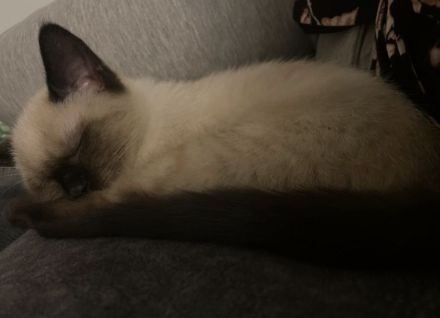 Unsere Maxim sucht ein neues liebevolles Zuhause und