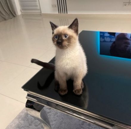 Unsere Maxim sucht ein neues liebevolles Zuhause und