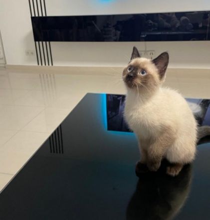 Unsere Maxim sucht ein neues liebevolles Zuhause und