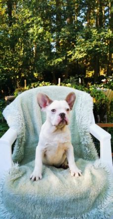 Französische Bulldoggen Welpen mit PINK ISABELLA UND