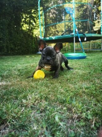 Französische Bulldoggen Welpen mit PINK ISABELLA UND
