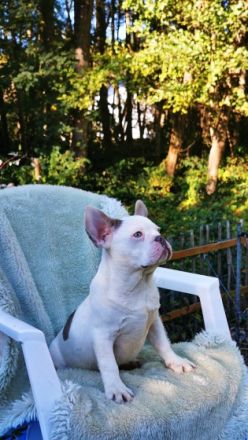 Französische Bulldoggen Welpen mit PINK ISABELLA UND