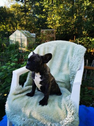 Französische Bulldoggen Welpen mit PINK ISABELLA UND