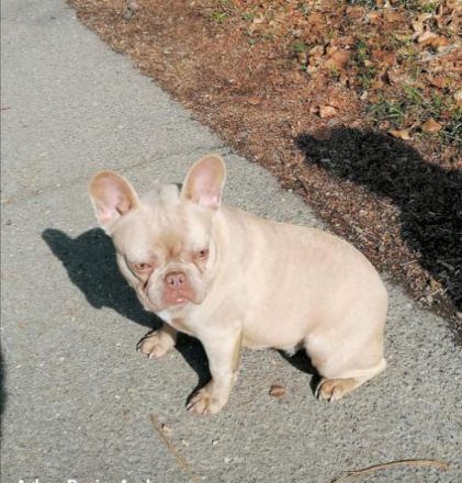 Französische Bulldoggen Welpen mit PINK ISABELLA UND