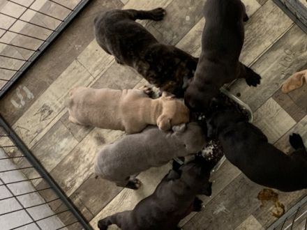 6 traumhafte Welpen suchen (grundsozialisiert) neue