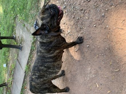 6 traumhafte Welpen suchen (grundsozialisiert) neue