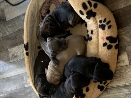 6 traumhafte Welpen suchen (grundsozialisiert) neue