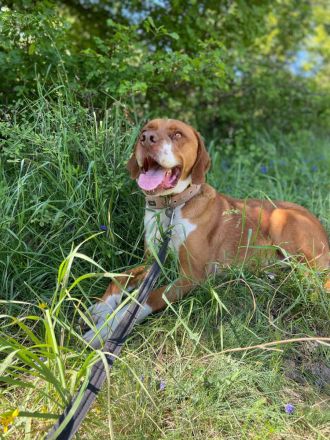 Borko - trotz Handicap voller Lebensfreude!🍀🐶