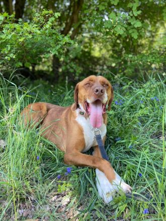 Borko - trotz Handicap voller Lebensfreude!🍀🐶