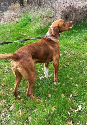 Borko - trotz Handicap voller Lebensfreude!🍀🐶