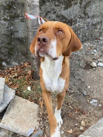 Borko - trotz Handicap voller Lebensfreude!🍀🐶