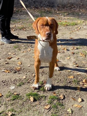 Borko - trotz Handicap voller Lebensfreude!🍀🐶