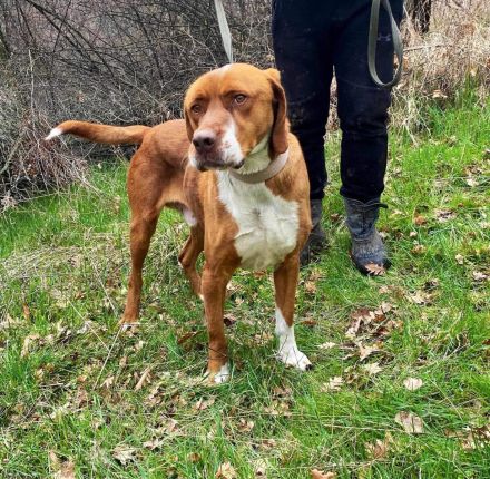 Borko - trotz Handicap voller Lebensfreude!🍀🐶