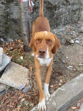 Borko - trotz Handicap voller Lebensfreude!🍀🐶