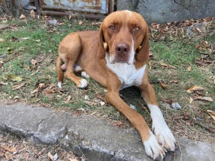 Borko - trotz Handicap voller Lebensfreude!🍀🐶