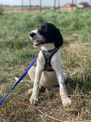 Levin möchte die Welt entdecken Rüde, geb. ca. 05/2022,