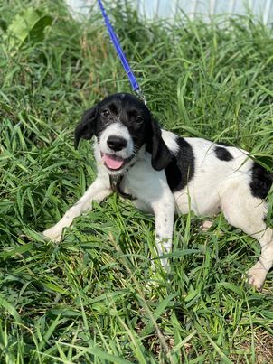 Levin möchte die Welt entdecken Rüde, geb. ca. 05/2022,