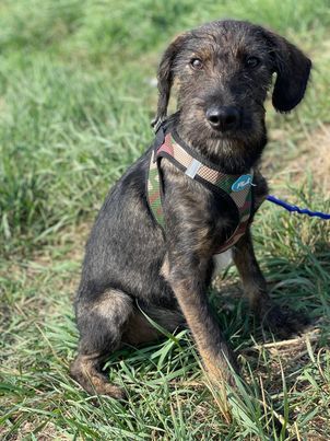 Hundebub Larry Rüde, geb. ca. 05/2022, vermutlich groß