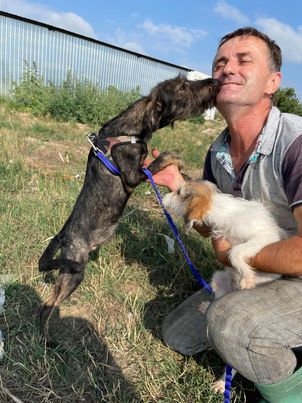 Hundebub Larry Rüde, geb. ca. 05/2022, vermutlich groß