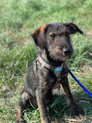 Hundebub Larry Rüde, geb. ca. 05/2022, vermutlich groß