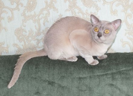 Burma Deckkater mit Stammbaum