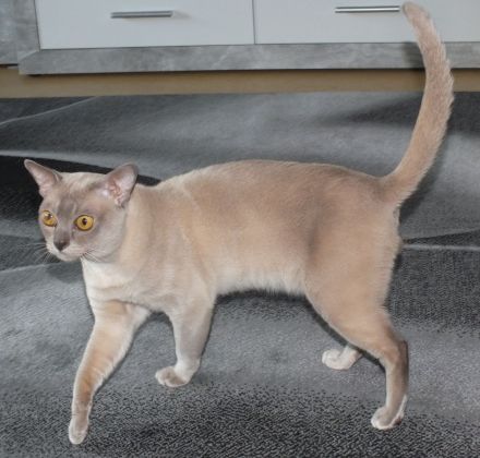 Burma Deckkater mit Stammbaum