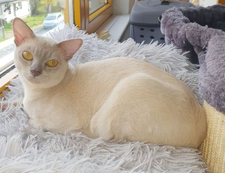 Burma Deckkater mit Stammbaum