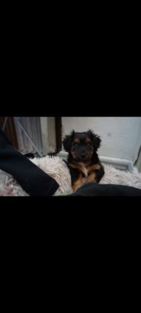 4 Süße Mischlingswelpen im Alter von 8 Wochen zu