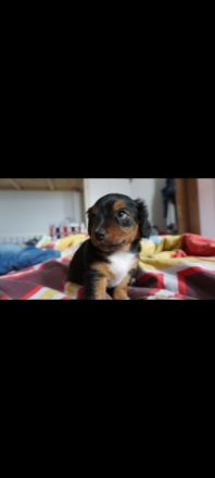 4 Süße Mischlingswelpen im Alter von 8 Wochen zu