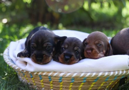 Bei uns sind am 15.09.2022 vier süße