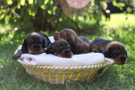 Bei uns sind am 15.09.2022 vier süße