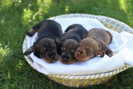 Bei uns sind am 15.09.2022 vier süße