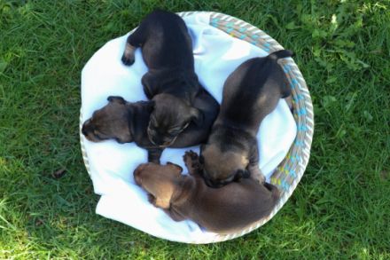 Bei uns sind am 15.09.2022 vier süße