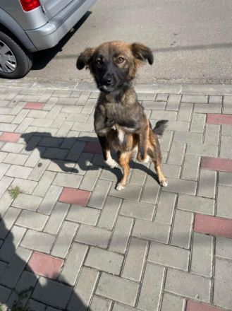 SOS für Fidelia geb. ca. 10/2021, ca. 40 cm, kastriert,