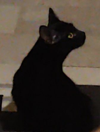 Verkaufe hier unsere Katze,da sie sich mit den anderen