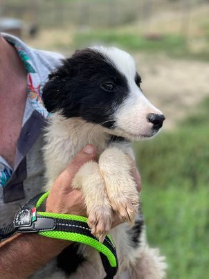 SOS für Lenny, er ist im Shelter Rüde, geb. ca. 05/2022