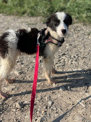 SOS für Lenny, er ist im Shelter Rüde, geb. ca. 05/2022