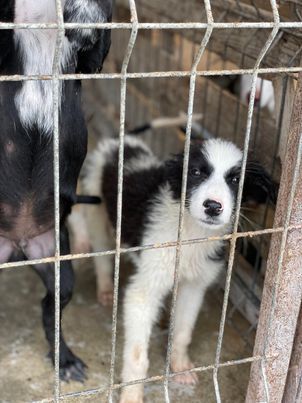 SOS für Lenny, er ist im Shelter Rüde, geb. ca. 05/2022