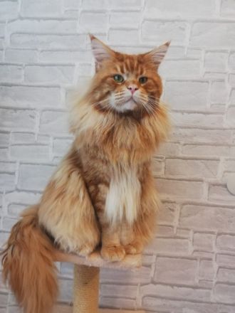 Unsere Maine Coon Dame Bonnie hat am 02.08.2022 diese 5