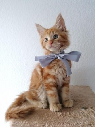 Unsere Maine Coon Dame Bonnie hat am 02.08.2022 diese 5