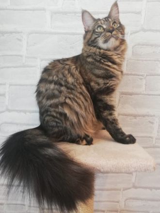 Unsere Maine Coon Dame Bonnie hat am 02.08.2022 diese 5