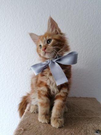 Unsere Maine Coon Dame Bonnie hat am 02.08.2022 diese 5