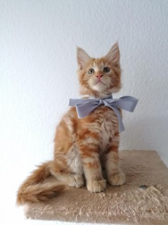 Unsere Maine Coon Dame Bonnie hat am 02.08.2022 diese 5
