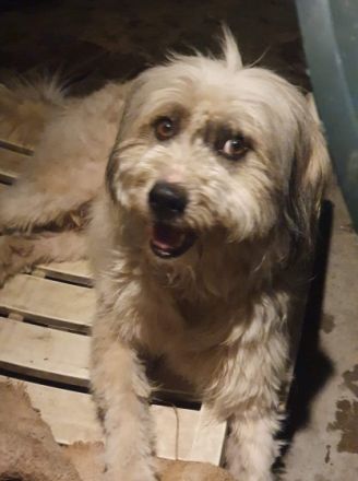 SOS für: Flauschi Sparky Die Pflegestelle in Rumänien