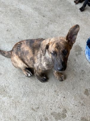 SOS für Jaro mit den lustigen Ohren, er ist im Shelter!