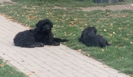 Wir verkaufen Riesenschnauzer-Welpen. Es sind 1 Junge