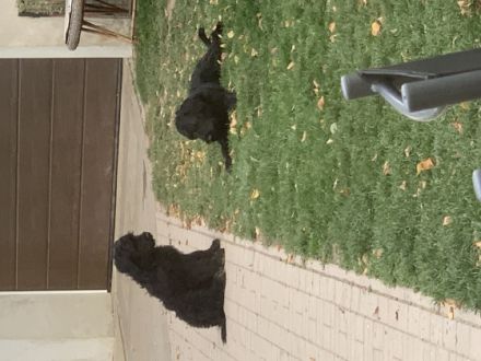 Wir verkaufen Riesenschnauzer-Welpen. Es sind 1 Junge