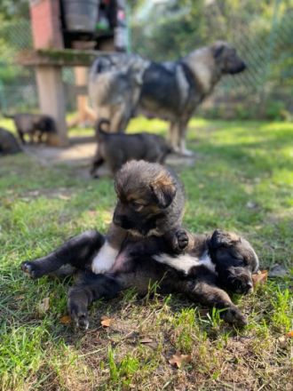 Hallo Hiermit verkaufe ich meine 8 kleinen Kaukasischen