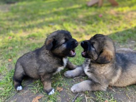 Hallo Hiermit verkaufe ich meine 8 kleinen Kaukasischen
